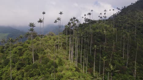 Altas-Palmeras-De-Coco-Se-Elevan-Sobre-La-Ladera-Del-Bosque-Tropical-Del-Valle-De-Cocora-Colombia,-Paralaje-Aéreo