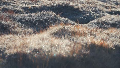 Withered-grass-covered-with-a-thin-layer-of-sparkling-hoarfrost-in-autumn-tundra