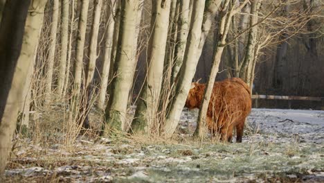 Furry-highland-cow-standing-under-tree-grove-in-sunny-winter-forest