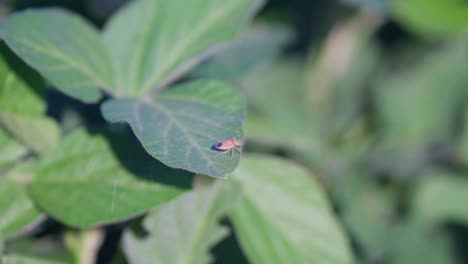 Closeup-of-a-stink-bug-on-the-leaves-in-a-soybean-field-in-Santa-Fe,-Argentina