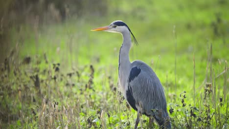 Elegante-Pájaro-Garza-Gris-De-Pie-Majestuosamente-En-Un-Humedal-Cubierto-De-Hierba