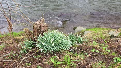 Schneeglöckchen-Blühen-Im-Frühlingsgarten