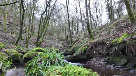 Small,-slow-moving-woodland-stream,-flowing-slowly-through-the-forest-trees