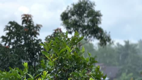 Gotas-De-Lluvia-Cayendo-Sobre-Las-Copas-De-Los-árboles