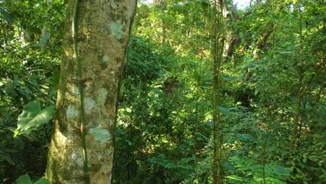 Durch-Den-üppigen-Und-Dichten-Dschungel-Des-Tropischen-Waldes-In-Einem-Nationalpark-In-Minca,-Kolumbien-In-Südamerika