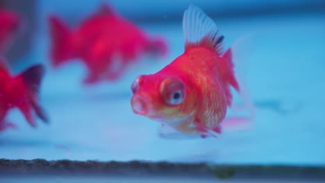 Lebendige-Ryukin-Goldfische-Schwimmen-Im-Blauen-Aquarienwasser,-Nahaufnahme