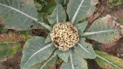 En-El-Campo,-La-Coliflor-Está-Dañada-Debido-A-Los-Insectos.