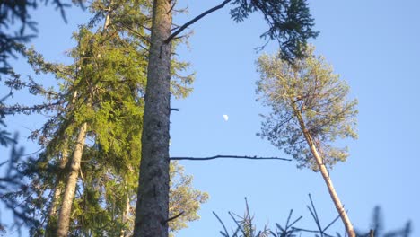 The-moon-in-the-blue-sky