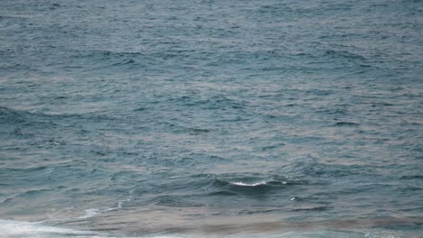 Fins-Of-Swimming-Dolphins-Above-Wavy-Surface-In-The-Ocean