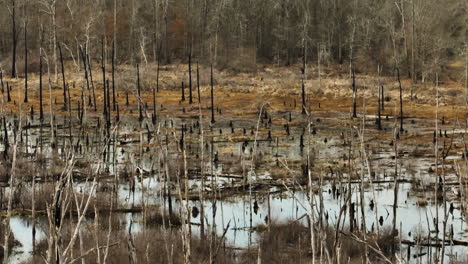 Bare-trees-in-a-wetland-at-Point-Remove-Wildlife-Area,-Blackwell,-Arkansas