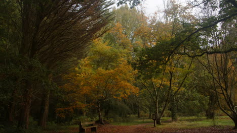 Extraweite-Aufnahme-Mit-Blick-über-Das-Blackwater-Arboretum-Mit-Gemischten-Bäumen