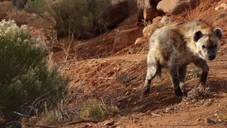 hyena-runs-out-from-behind-bush-slomo