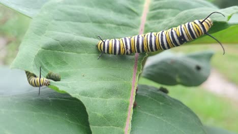 Monarchfalter-Raupe-Frisst-Seidenpflanze,-Nahaufnahme