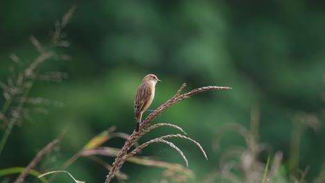 Seen-from-its-back-looking-around-during-a-windy-morning,-Amur-Stonechat-or-Stejneger's-Stonechat-Saxicola-stejnegeri,-Thailand