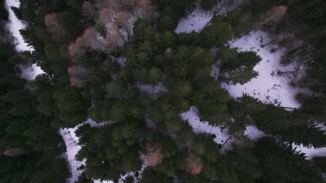 Aerial-top-down-view-of-gloomy-evergreen-forest-treetops-with-snow-on-ground