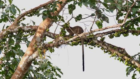 Auf-Einem-Ast-Fressend-Gesehen-Und-Dann-Hochspringend,-Um-Zu-Verschwinden,-Dreistreifen-Palmenzibetkatze-Arctogalidia-Trivirgata,-Thailand