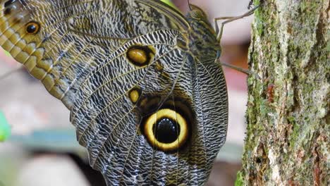 Huge-Eyespots-of-Owl-Butterfly-Perched-on-Tree-Covered-with-Red-Ants