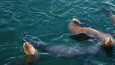 Seelöwen-Und-Robben-Schwimmen-Und-Spielen-In-Zeitlupe-Im-Meer