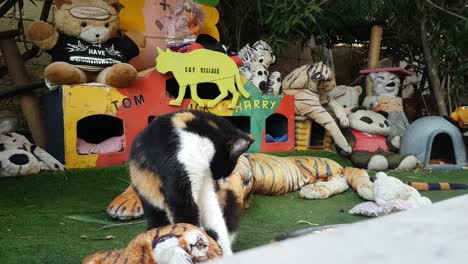 Primer-Plano-De-Un-Lindo-Gato-Negro,-Blanco-Y-Naranja-Lamiendo-Los-Labios-Y-Lavándose-En-El-Refugio-Para-Los-Gatos-Callejeros-Hecho-De-Perreras-Y-Juguetes-Blandos