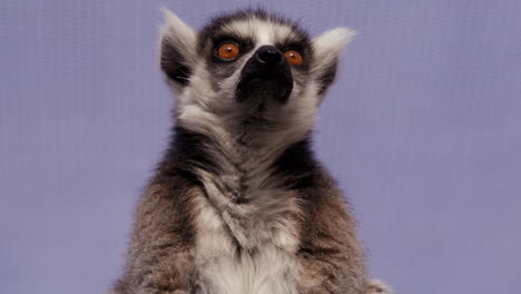 Lemur-Im-Gehege-Blickt-In-Richtung-Kamera---Mittlere-Aufnahme