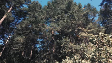 Distinctive-Monarch-Butterflies-Flying-Peacefully-Between-Trees,-El-Rosario-Michoacan,-Mexico