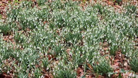 Flores-Blancas-De-Galanthus-Que-Florecen-En-Primavera