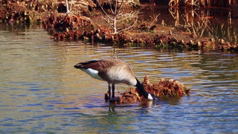 Aves-Acuáticas-Alimentándose-En-Humedales-Del-Suroeste.