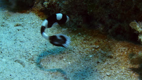 Niedliche-Junge-Harlekin-Süßlippenfische,-Die-Unermüdlich-In-Der-Nähe-Des-Sandbodens-Des-Ozeans-Tanzen