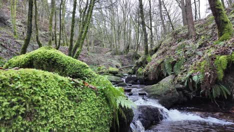 Small,-slow-moving-woodland-stream,-flowing-slowly-through-the-forest-trees