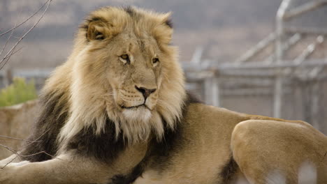 Relaxing-lion-close-up-in-africa