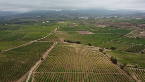 Riesige-Weinanbaufelder-In-Vilobi-Del-Penedes,-Katalonien