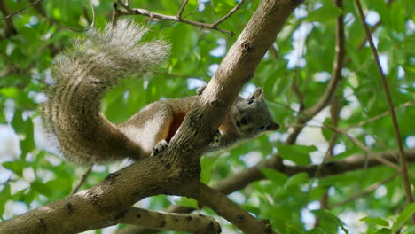 Pallas's-Squirrel-or-Red-bellied-Tree-Squirrel-Eating-Biting-Tree-Branch-in-Sunlight-in-Vietnam---close-up