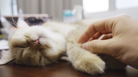 Cute-moments-belly-rubs-on-domestic-feline-cat-sleeping