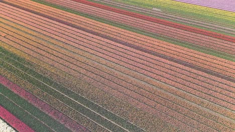 Hermoso-Campo-De-Tulipanes-En-Los-Países-Bajos