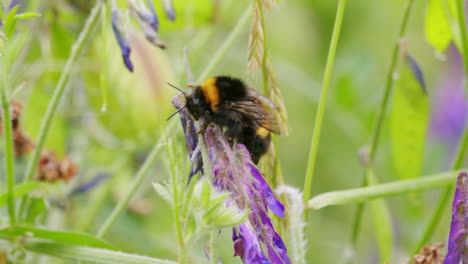 Bee-looking-for-nectar-outside