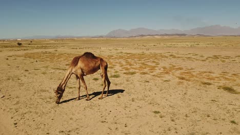 Camello-Salvaje-Comiendo-Hierba-En-El-Desierto-Arenoso-En-Un-Día-Caluroso-Y-Soleado