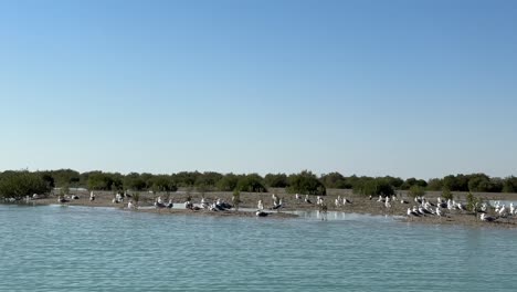 Seaside-birds-on-beach-in-mangrove-forest-in-Arabian-Gulf-Qatar-natural-landscape-of-wonderful-nature-adventure-Iran-Border-Geopark-skyline-in-summer-scenic-outdoor-travel-destination-peaceful-trip