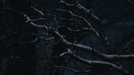 Dark-tree-branches-with-snow-on-cold-winter-day