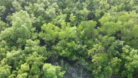 Vista-Aérea-De-Sundarban,-Que-Es-Uno-De-Los-Bosques-De-Reserva-De-Tigres-Más-Grandes-De-Asia.