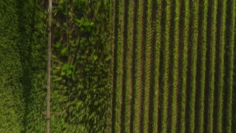 Üppige-Weinberge-In-Dardanelle,-Arkansas,-Zeigen-Die-Lebendigen-Muster-Landwirtschaftlicher-Flächen,-Luftaufnahme