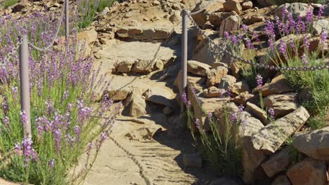 Stone-stairs-in-desert,-leading-uphill,-surrounded-by-blooming-wallflowers