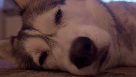 Narrow-focus-closeup:-Adorable-Husky-dog-falls-asleep-in-warm-home