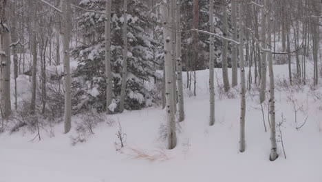 Heavily-snowing-blizzard-cold-winter-Aspen-forest-Snowmass-Pitkin-county-wilderness-cloudy-gray-aerial-drone-Rocky-Mountains-Colorado-Basalt-Carbondale-Sopris-Maroon-Bells-Ashcroft-slowly-right