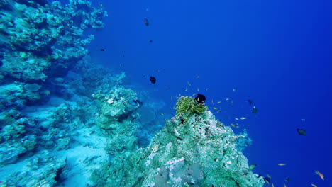 Coral-reef-and-exotic-fish,-Red-Sea-marine-life-in-Sharm-El-Sheikh,-Egypt
