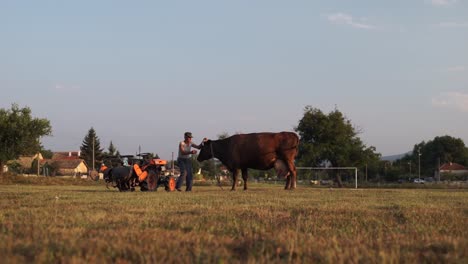 Farmer-sitting-on-tractor-greets-brown-cow-feeding-in-countryside-field,-Establishing-shot