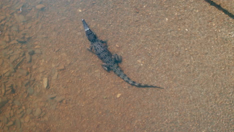 Aerial-view-of-a-Crocodile-in-Port-Douglas,-Saltwater-crocodile,-Fresh-water,-River,-Wild-animal-encounter