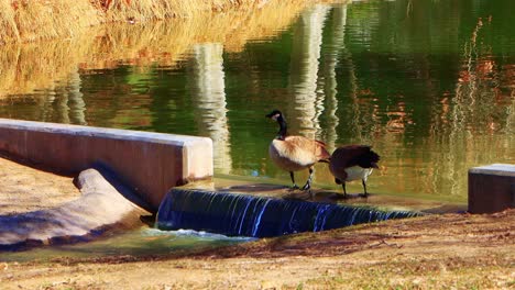 Waterfowl-feeding-in-golden-morning-light