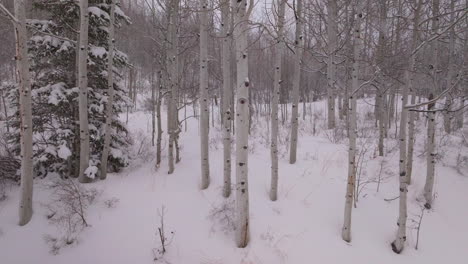 Schneit-Verschneiter-Winter-Espenwald-Schneemassen-Pitkin-County-Wildnis-Luftdrohne-Rocky-Mountains-Colorado-Basalt-Carbondale-Sopris-Maroon-Bells-Ashcroft-Independence-Pass-Rutsche-Zeitlupe-Rechtsbewegung