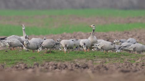 Flock-of-bar-headed-goose-in-Fields-in-Morning