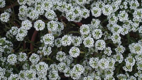 Flores-Giga-Blancas-De-Alyssum-Están-Floreciendo-En-El-Parque